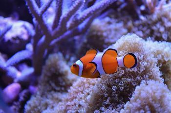 An orange and white clownfish swims in front of coral of different kinds and colors.
